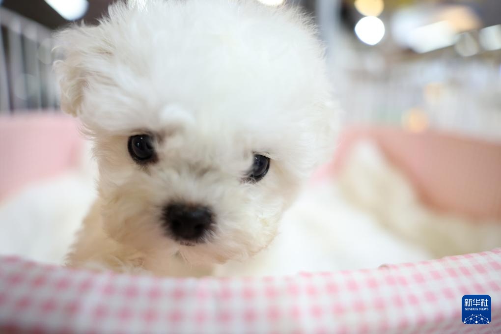 宠物经济撬动情感消费新场景 宠物经济撬动情感消费新场景