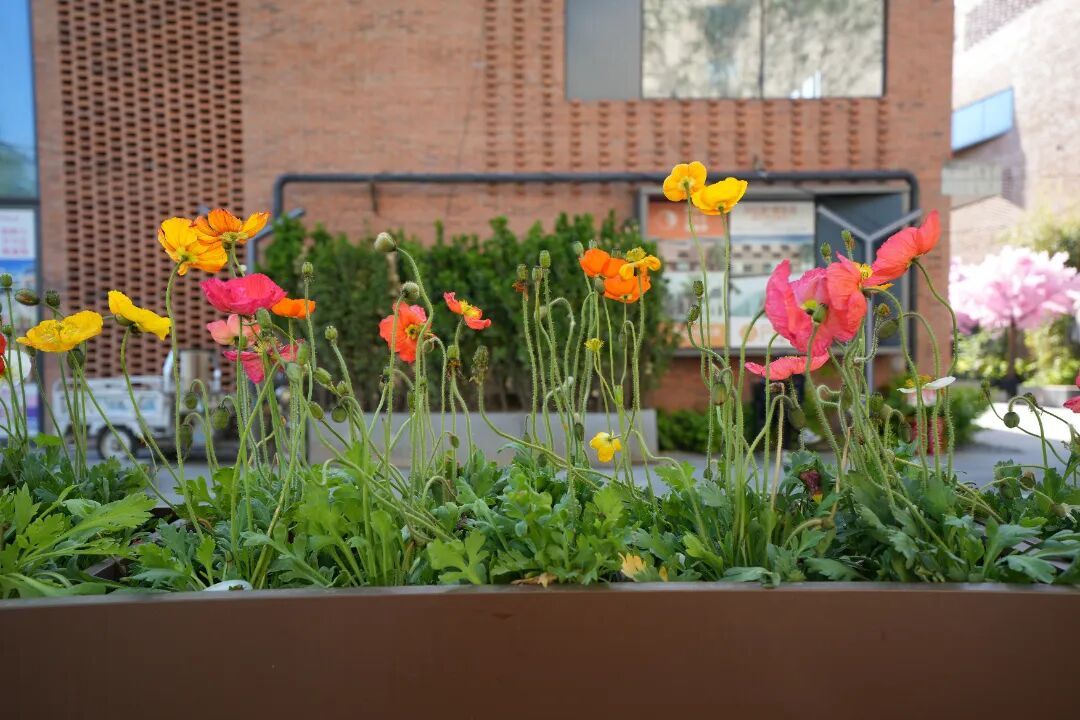 北京胡同里,悄悄多了些“新东西”?电箱穿新衣、路灯有“翅膀”…… 北京胡同里,悄悄多了些“新东西”?电箱穿新衣、路灯有“翅膀”……