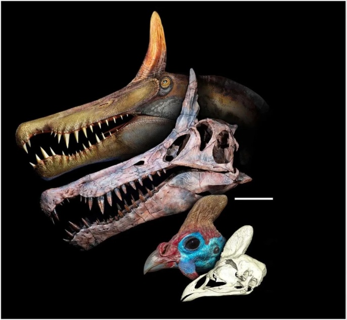 蝌学最前沿丨棘龙家族上新！新种头顶自带 “弯刀” 角冠
