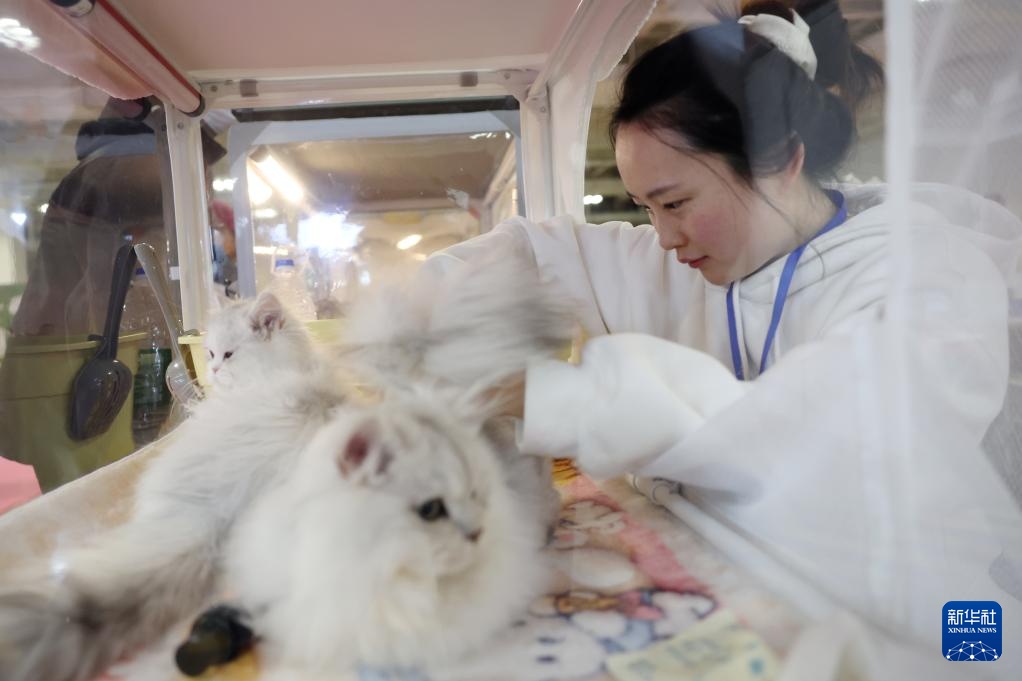 宠物经济撬动情感消费新场景 宠物经济撬动情感消费新场景