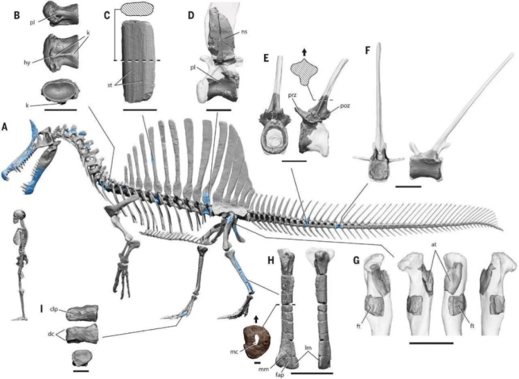 蝌学最前沿丨棘龙家族上新！新种头顶自带 “弯刀” 角冠