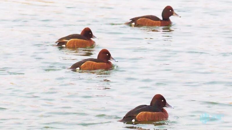 松花江畔迎鸭界“隐藏款”贵客!5种珍稀漂亮鸭扎堆“野鸭湾” 松花江畔迎鸭界“隐藏款”贵客!5种珍稀漂亮鸭扎堆“野鸭湾”