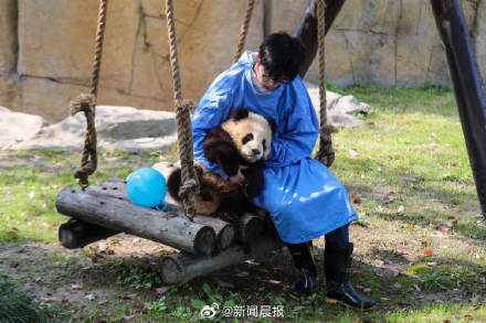 上海大熊猫龙凤胎太萌了!上海大熊猫龙凤胎首度尝试户外活动 上海大熊猫龙凤胎太萌了!上海大熊猫龙凤胎首度尝试户外活动