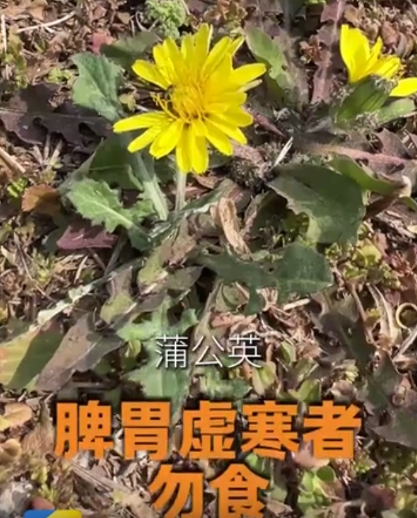 漫山遍野的春菜,哪些能吃,哪些不能吃? 漫山遍野的春菜,哪些能吃,哪些不能吃?