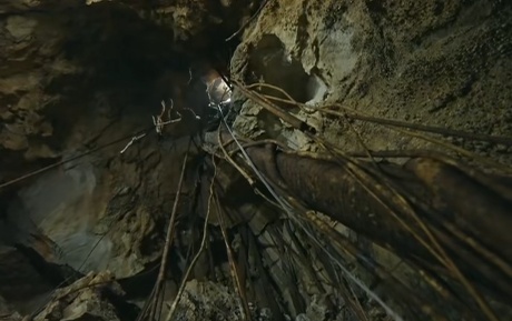 植物版“绝处逢生”?贵州茂兰喀斯特森林发现“地下反向森林”奇观 植物版“绝处逢生”?贵州茂兰喀斯特森林发现“地下反向森林”奇观