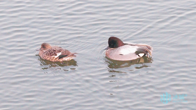 松花江畔迎鸭界“隐藏款”贵客!5种珍稀漂亮鸭扎堆“野鸭湾” 松花江畔迎鸭界“隐藏款”贵客!5种珍稀漂亮鸭扎堆“野鸭湾”