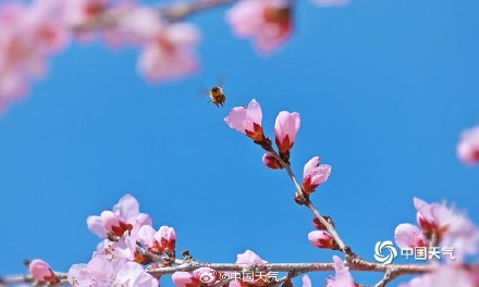 北京春日蓝天粉桃绝配 小蜜蜂忙碌采蜜