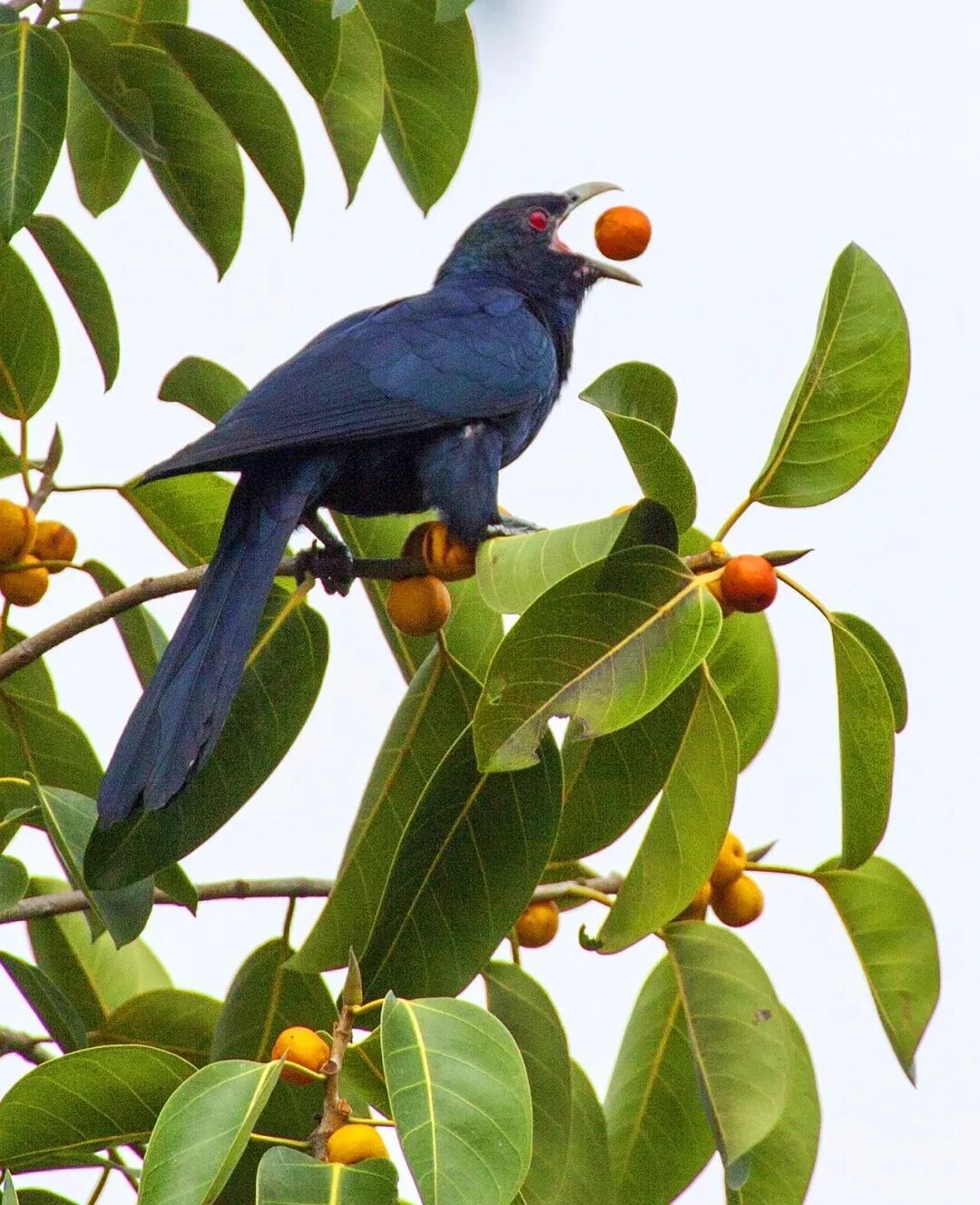 深圳高三学生请求“拆除鸟巢”!校长回应引全网热议 深圳高三学生请求“拆除鸟巢”!校长回应引全网热议