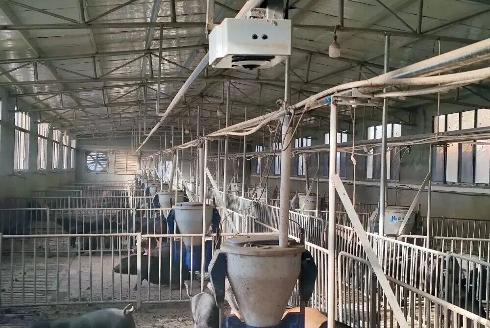 猪肉价格为何持续下跌? 猪肉价格为何持续下跌?