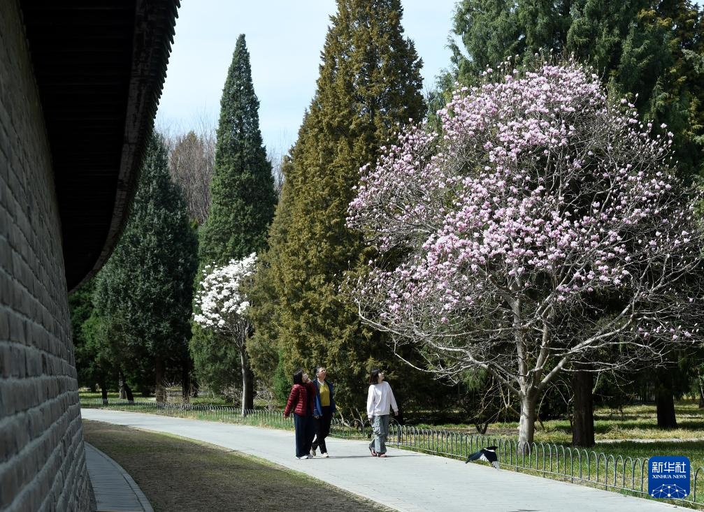 春染京城花枝俏