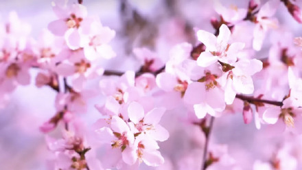 粉粉嫩嫩！六盘水野桃花开得正艳