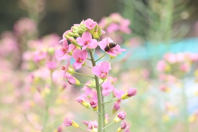 沿着高铁去看花｜一条线路看遍贵州最顶级的春日色彩