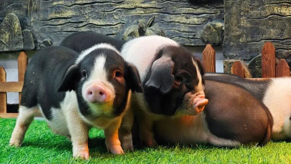 猪肉价格为何持续下跌? 猪肉价格为何持续下跌?