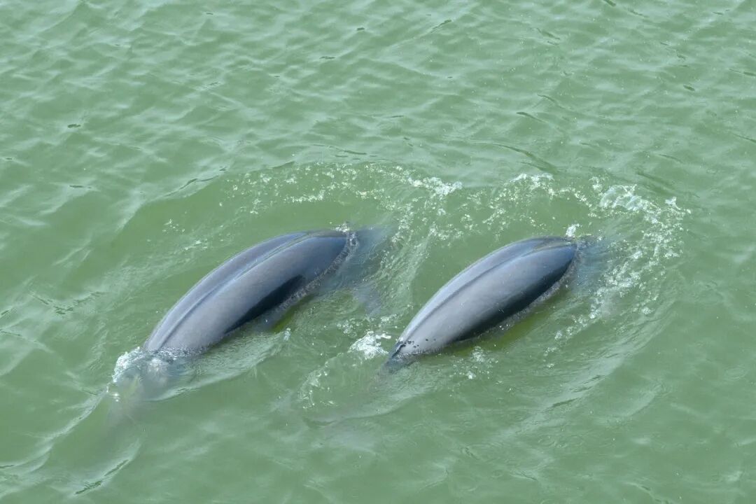 比禁渔前增长28%!去年长江安徽段江豚种群数量达293头 比禁渔前增长28%!去年长江安徽段江豚种群数量达293头