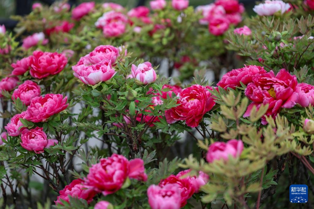 重庆垫江：牡丹花开春意浓 &nbsp;农旅融合促振兴
