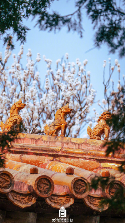 转存美好！故宫的春花出图了