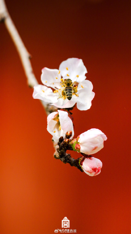 转存美好！故宫的春花出图了