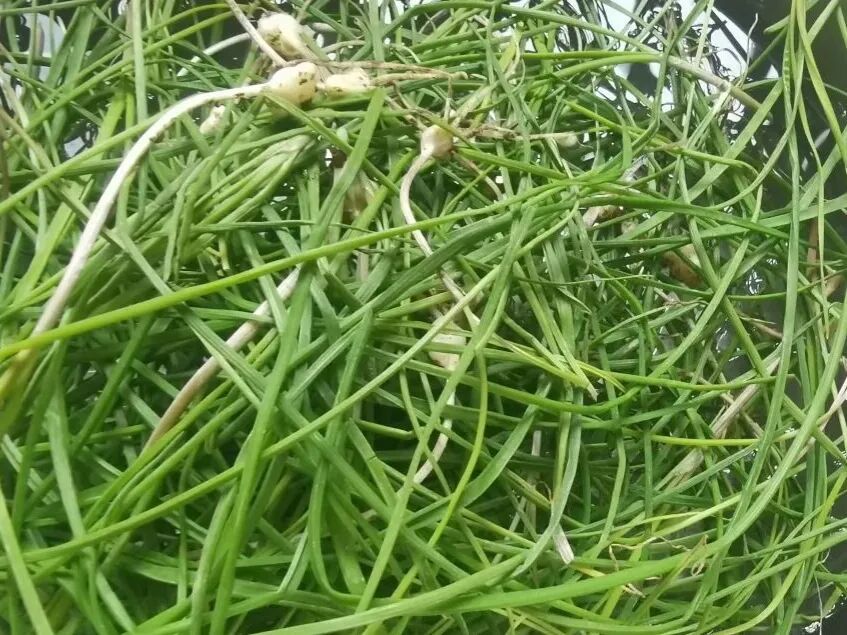 男子和朋友野炊烧烤忘记带葱，见山上野葱繁茂，便摘了腌着吃，7人全部腹泻