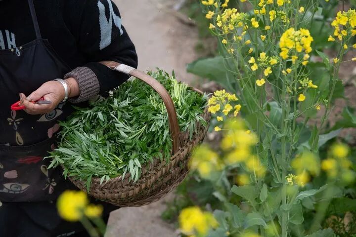真敢吃!野炊烧烤忘带葱,随手摘山上野葱腌着吃,一行7人全腹泻!医生提醒—— 真敢吃!野炊烧烤忘带葱,随手摘山上野葱腌着吃,一行7人全腹泻!医生提醒——