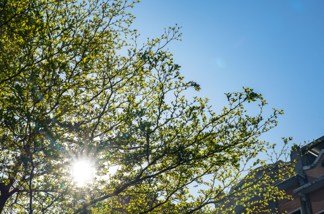 广州正式入夏！再次刷新最早纪录