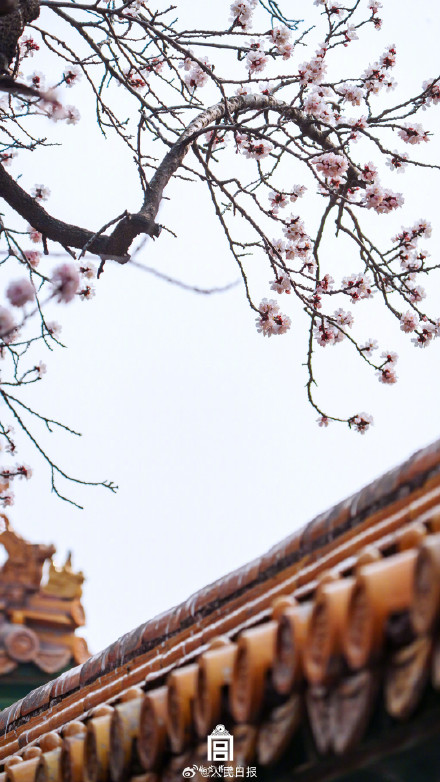 转存美好！故宫的春花出图了
