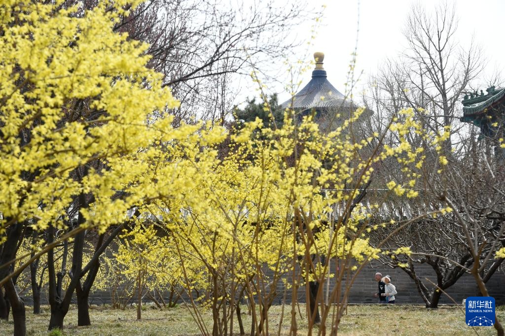 春染京城花枝俏