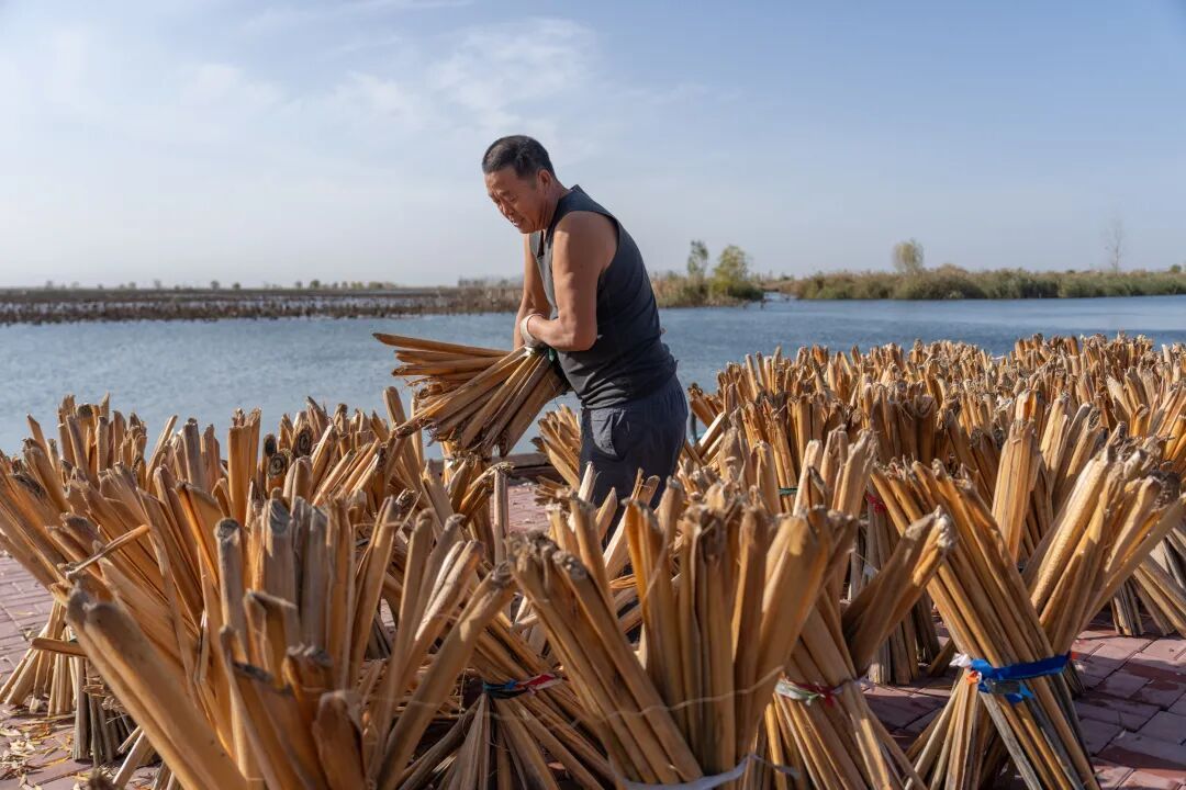 白洋淀的这种植物，如何为当地村民生金？