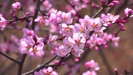 粉粉嫩嫩！六盘水野桃花开得正艳