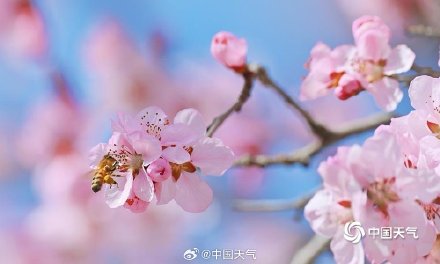 北京春日蓝天粉桃绝配 小蜜蜂忙碌采蜜