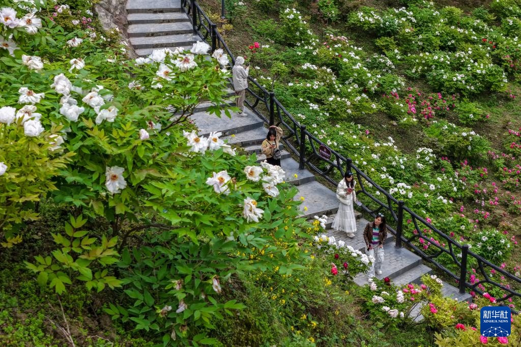 重庆垫江：牡丹花开春意浓 &nbsp;农旅融合促振兴
