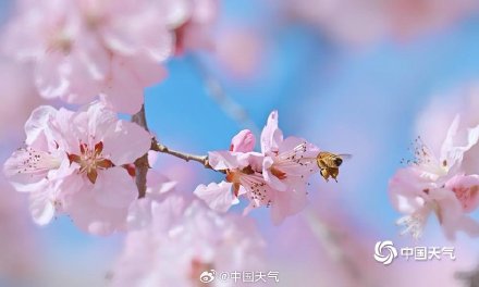北京春日蓝天粉桃绝配 小蜜蜂忙碌采蜜