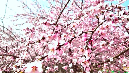 粉粉嫩嫩！六盘水野桃花开得正艳