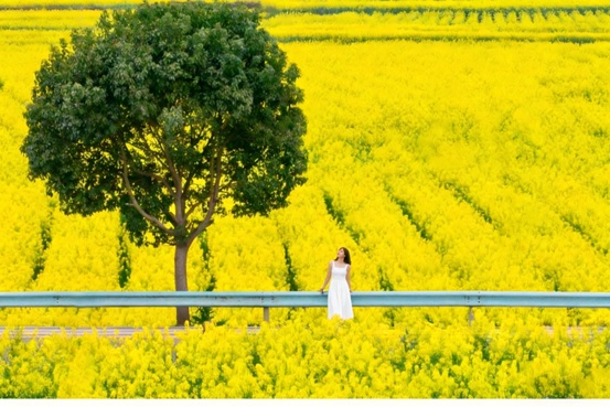 沿着高铁去看花｜一条线路看遍贵州最顶级的春日色彩
