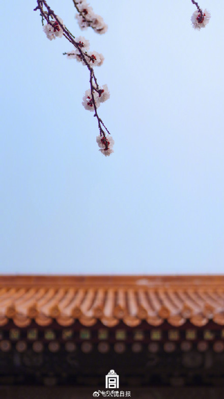 转存美好！故宫的春花出图了