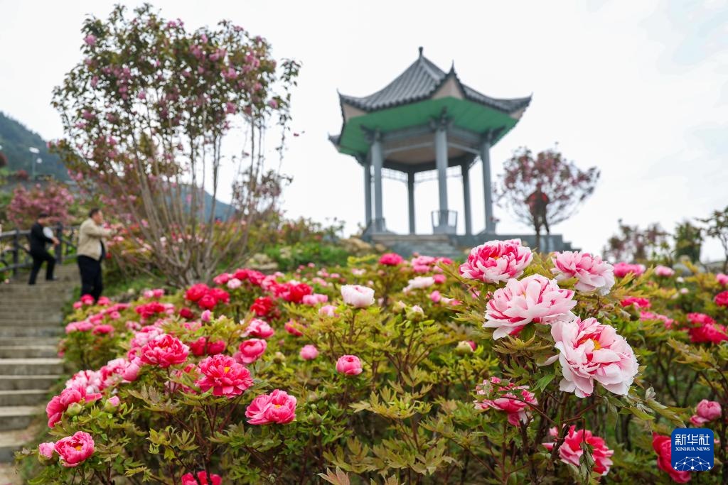 重庆垫江：牡丹花开春意浓 &nbsp;农旅融合促振兴