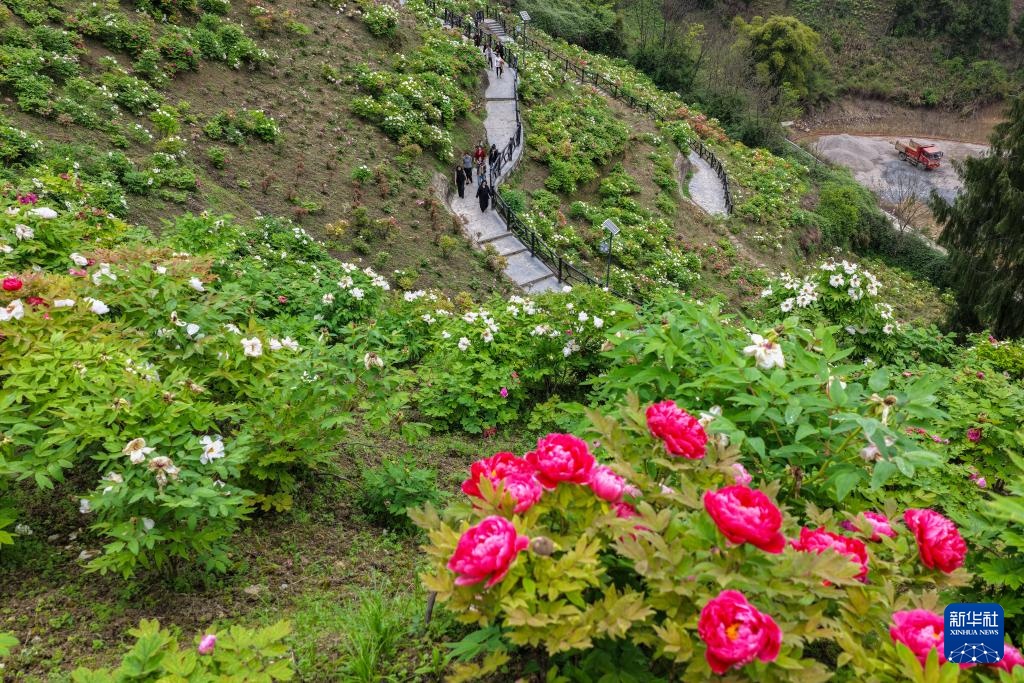 重庆垫江：牡丹花开春意浓 &nbsp;农旅融合促振兴
