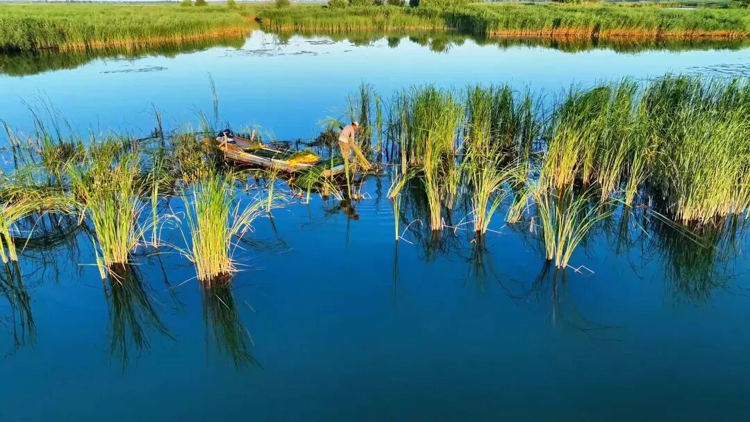 白洋淀的这种植物，如何为当地村民生金？