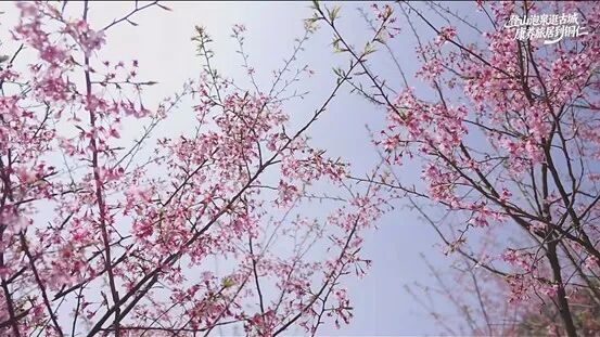 沿着高铁去看花｜一条线路看遍贵州最顶级的春日色彩