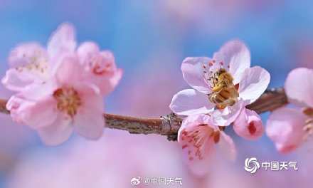 北京春日蓝天粉桃绝配 小蜜蜂忙碌采蜜