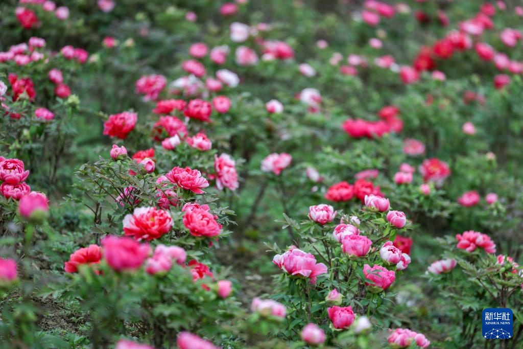 重庆垫江：牡丹花开春意浓 &nbsp;农旅融合促振兴