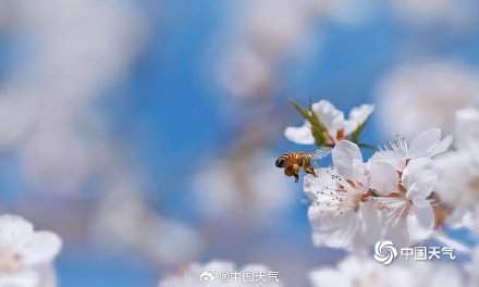 北京春日蓝天粉桃绝配 小蜜蜂忙碌采蜜