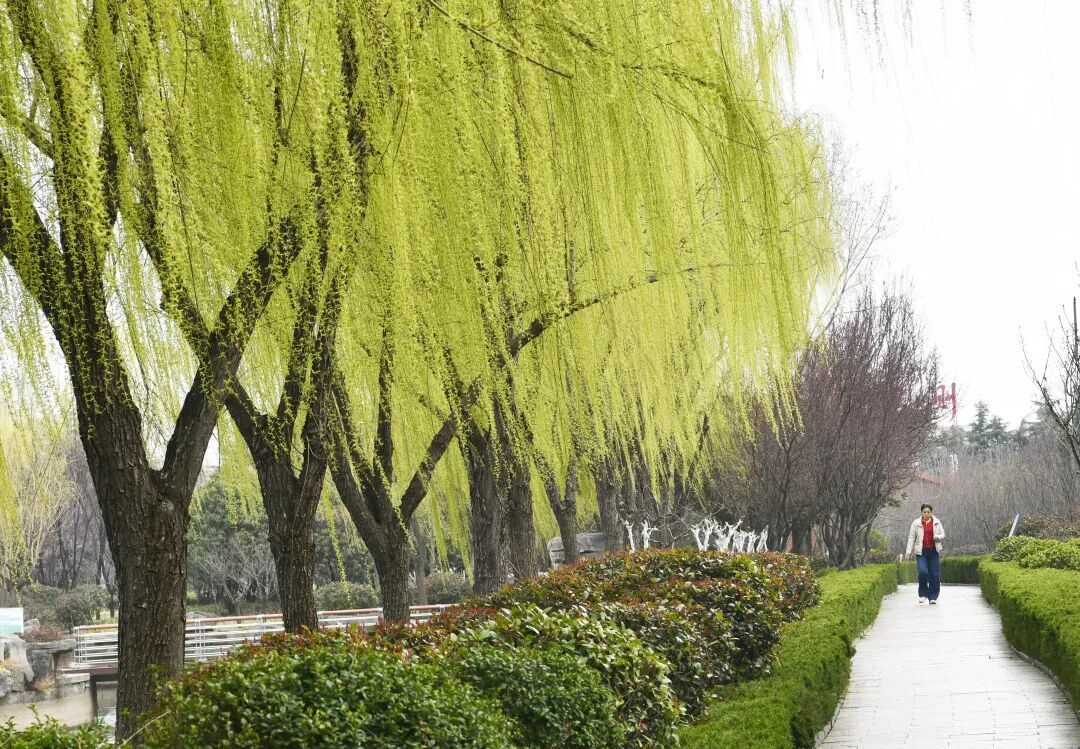 气候变暖让全球花粉季越来越“凶”了？