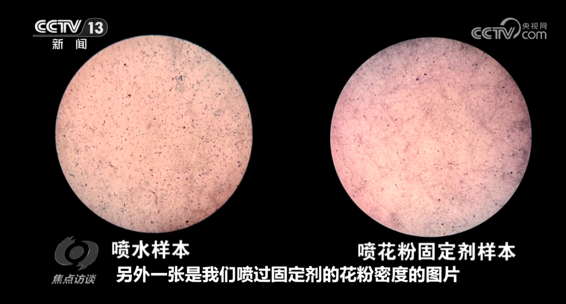 焦点访谈｜花粉过敏成“隐形烦恼”，如何应对？一文了解