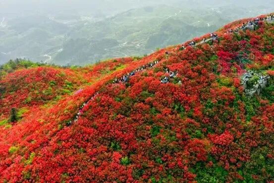 沿着高铁去看花｜一条线路看遍贵州最顶级的春日色彩
