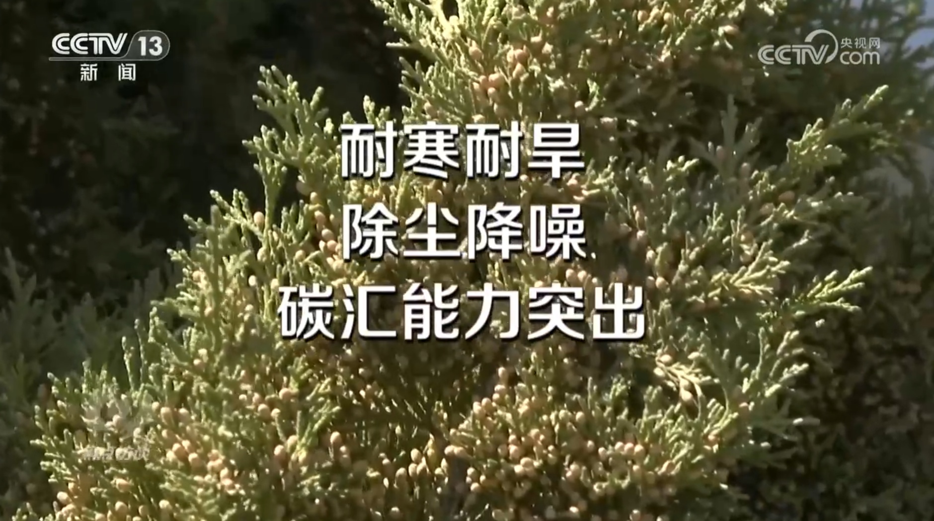 焦点访谈｜花粉过敏成“隐形烦恼”，如何应对？一文了解