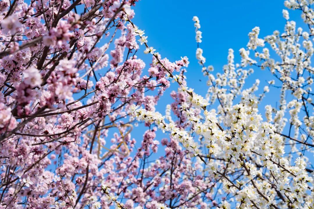 “孩子们需要春天，大人也一样”！江苏昆山一公司放三天带薪春假引热议→