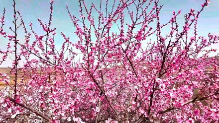 粉粉嫩嫩！六盘水野桃花开得正艳