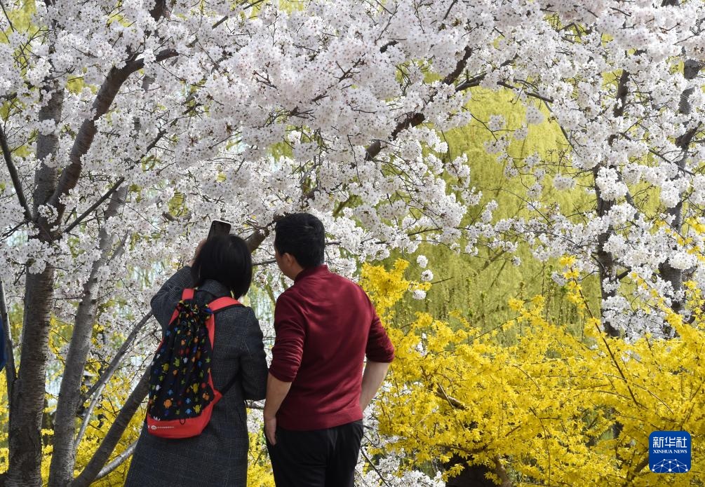春染京城花枝俏