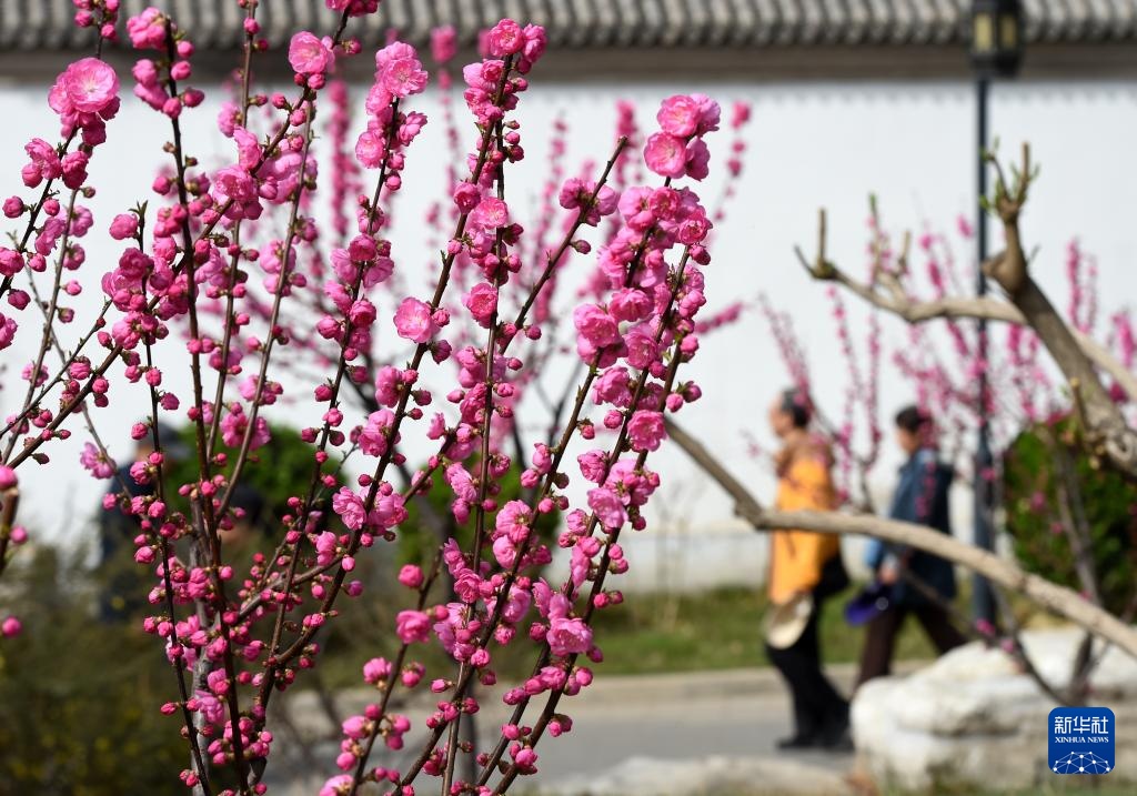 春染京城花枝俏
