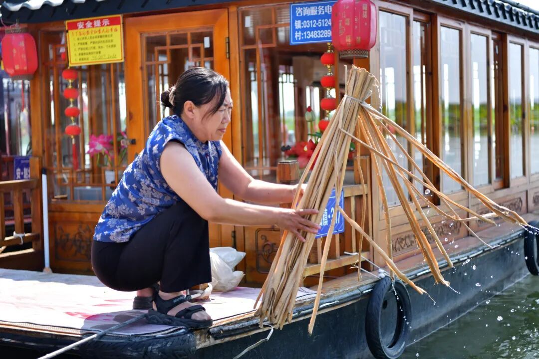 白洋淀的这种植物，如何为当地村民生金？